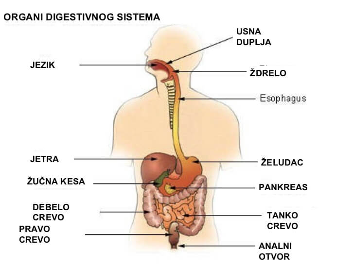 organes digestifs du corps humain en croate