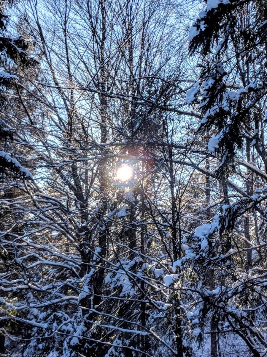 soleil d'hiver entre les branches enneigées dans les alpes bavaroises