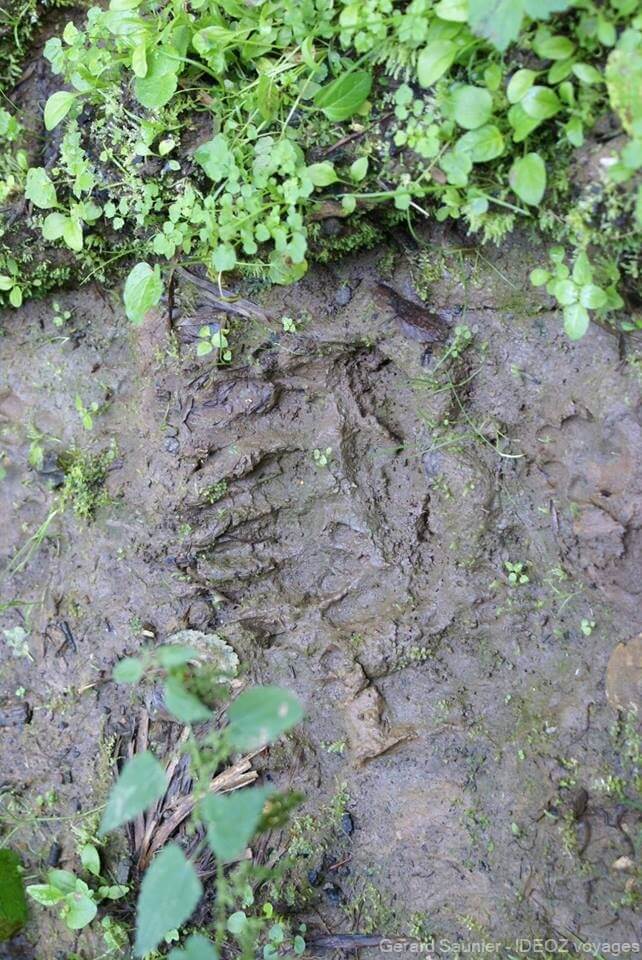 Trace récente laissée par un ours dans les monts de Zlatibor
