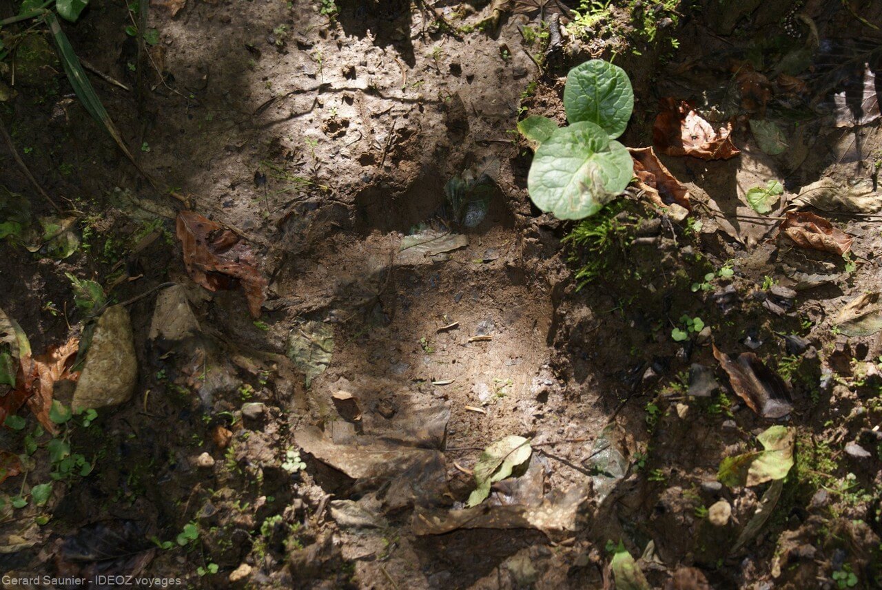 marque d'ours brun dans les forêts de serbie