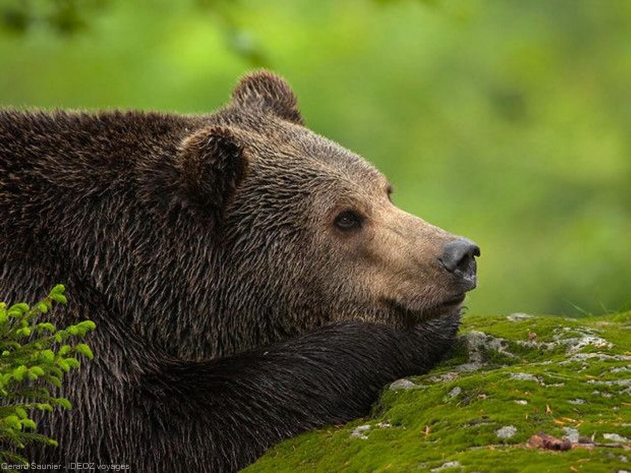 ours brun en serbie
