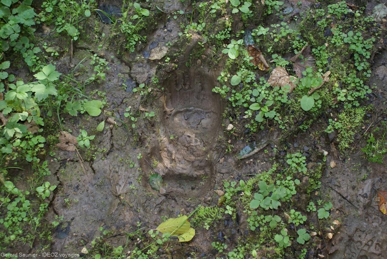 traces d'ours dans la forêt à Brunica entre Serbie et Bosnie