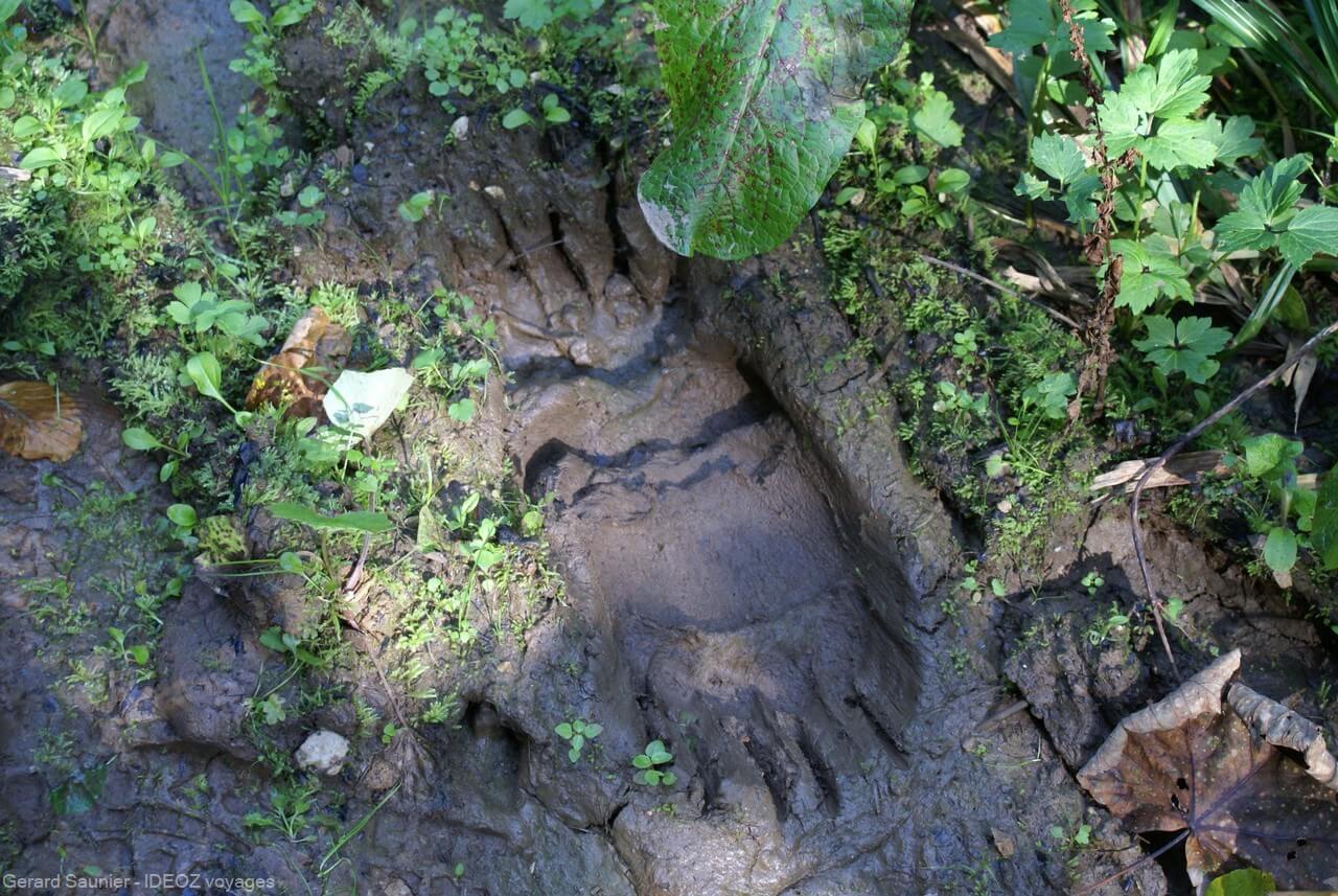 traces laissées par un ours dans les monts de Zlatibor en serbie