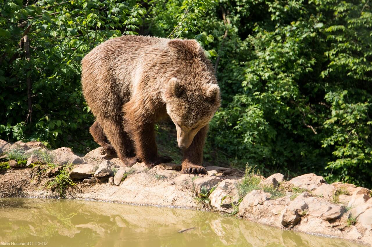 ours brun adulte en croatie à kuterevo (1)
