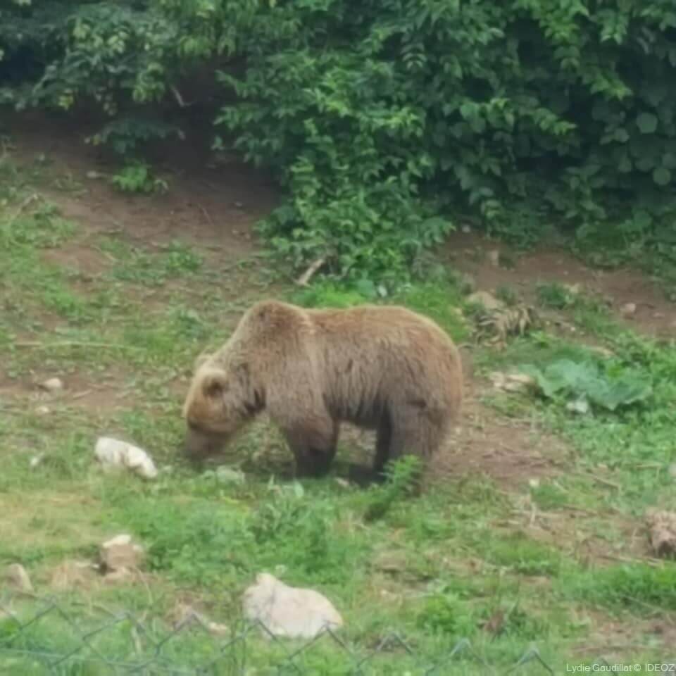ours soigné au sancture de Kuterevo en lika senj (1)