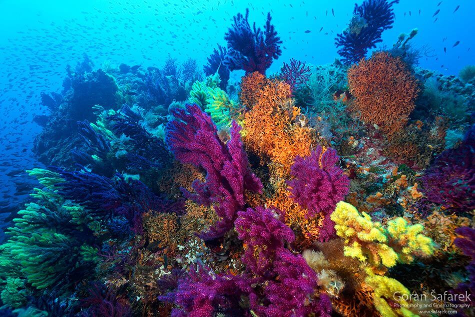 coraux fonds marins en croatie à lastovo