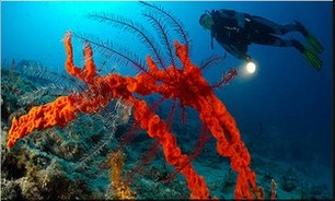 Où faire de la plongée en Croatie? Top 5 des meilleurs sites de plongée 11 Où faire de la plongée en Croatie? Top 5 des meilleurs sites de plongée 1
