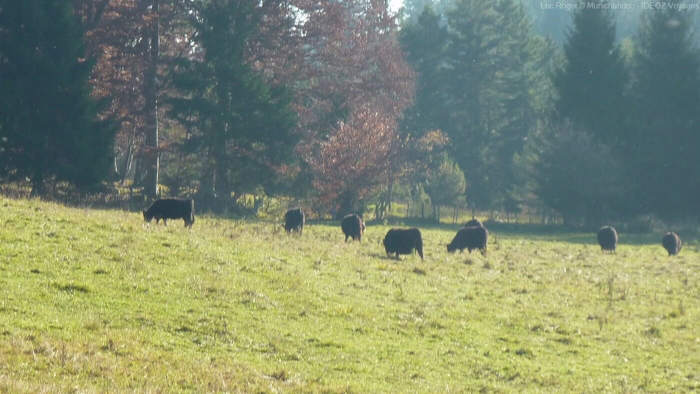 vaches noires angus paissant tranquillement près du lac ammersee en bavière