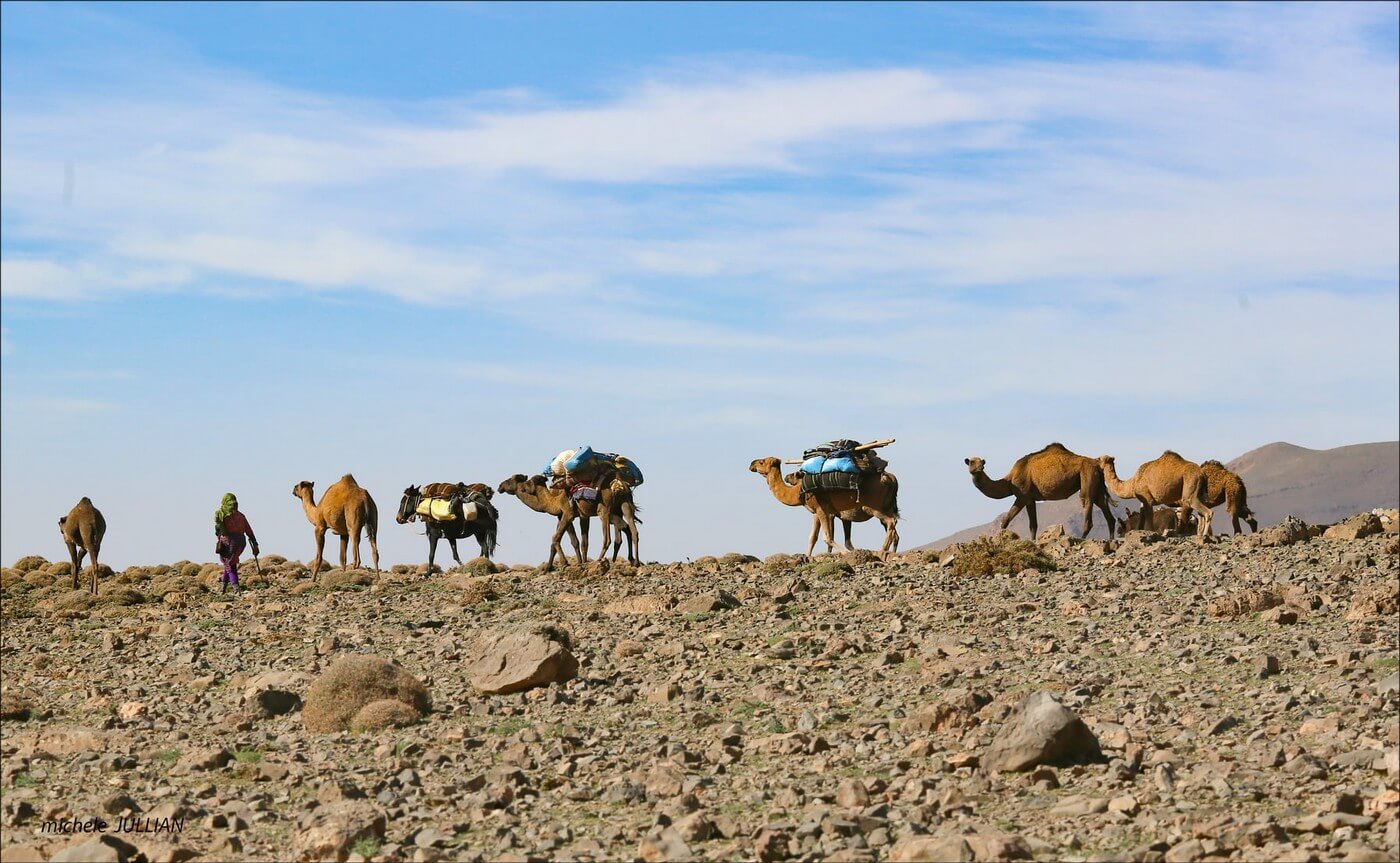 chameaux entre Saghro et le Haut Atlas  au maroc