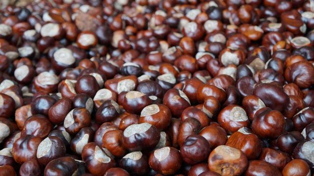 fête des marrons à marradi