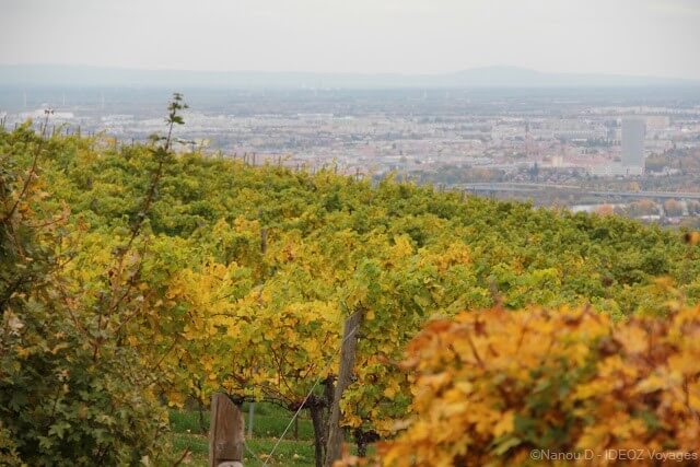 paysages des vignes aux environs d'Himmel près de Vienne en autriche