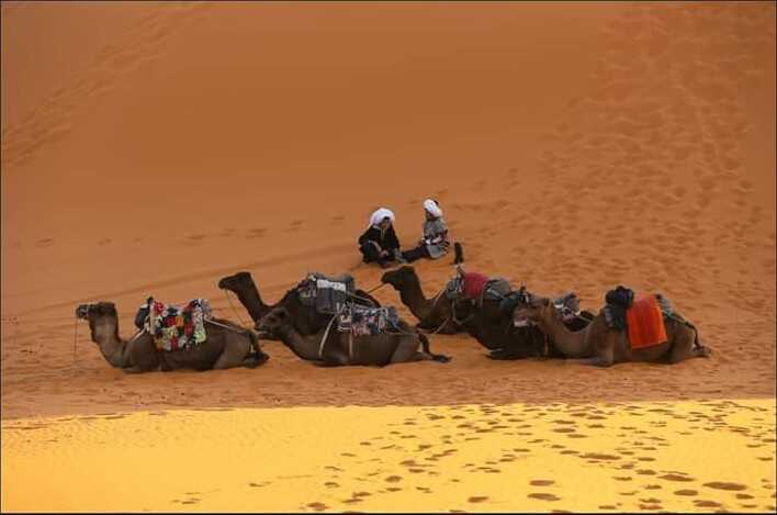 chameaux dans le désert marocain