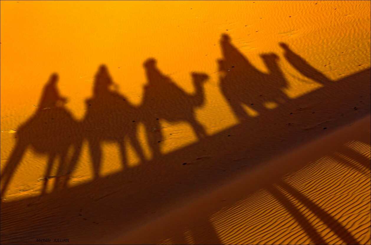 chameaux dans les dunes du désert au maroc