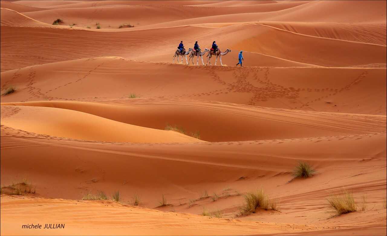 chameliers dans le désert marocain