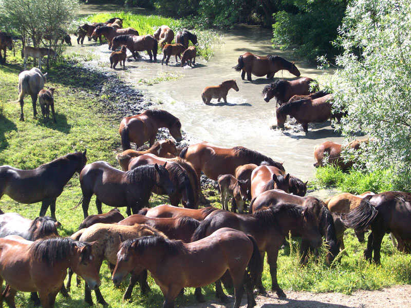 cheval Posavina évoluant en troupeau dans l'un des affluents de la sava à Lonjsko polje