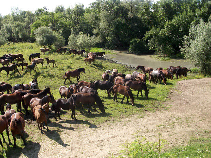 troupeau de chevaux Posavina à Lonjsko polje