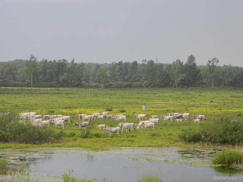 troupeau de vaches sur les bords de la sava dans la réserve naturelle de lonjsko polje