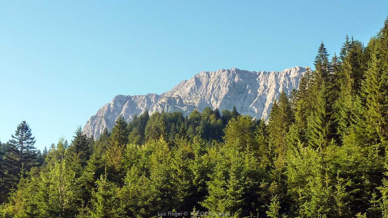 forêt dans les alpes bavaroises près de   Schachenhaus