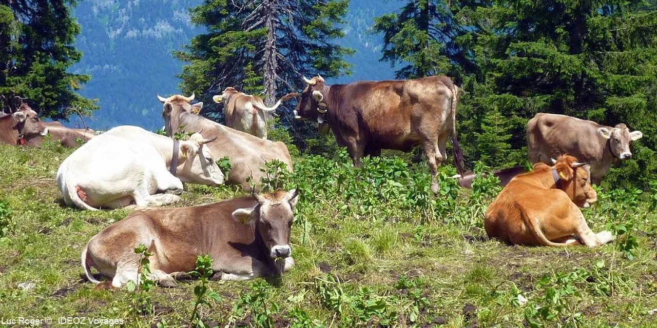 troupeau de vaches dans les alpes bavaroises dans la région de garmisch partenkirchen