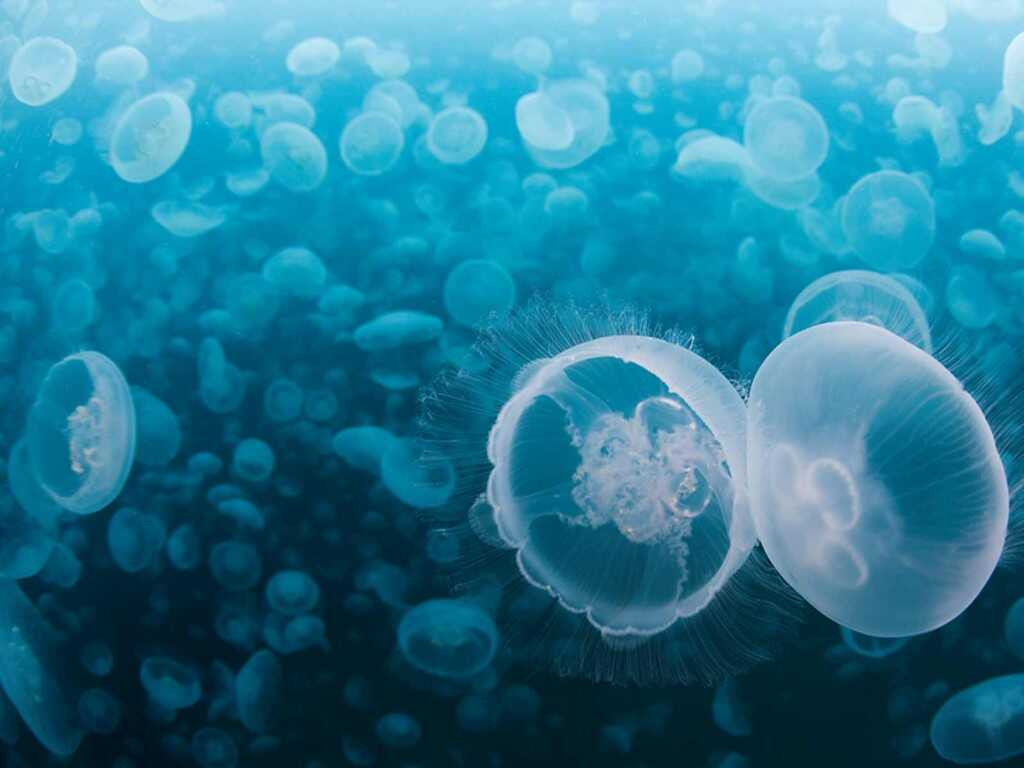 océans méduses