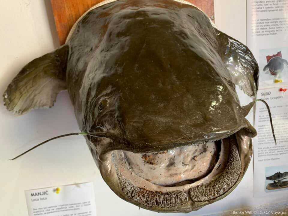 spécimen de poisson exposé au musée ethnologique et animalier de Kopacevo