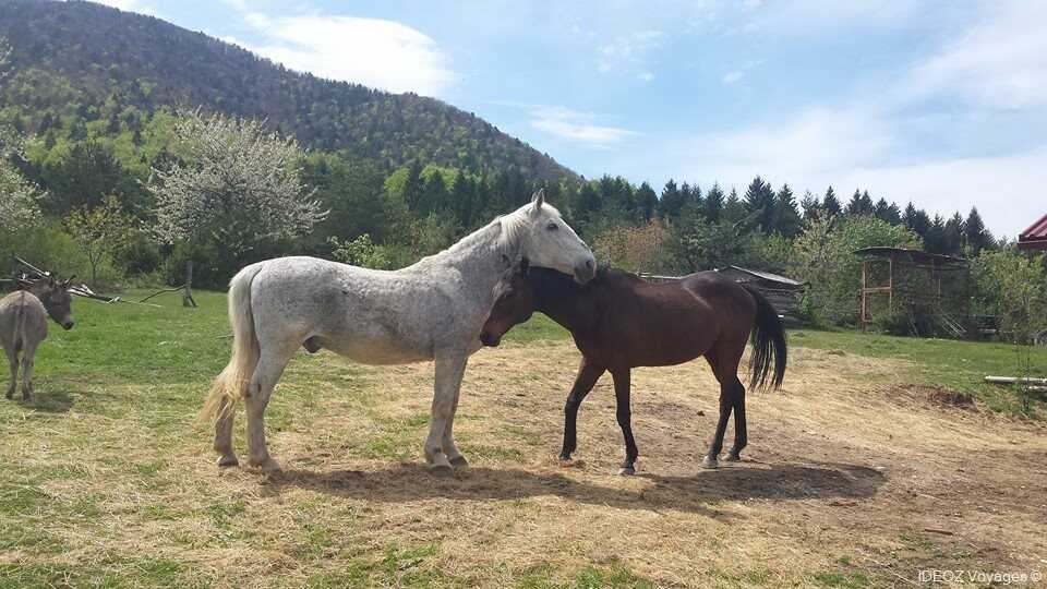 chevaux dans le haras de Mrzlin grad près de Plitvice