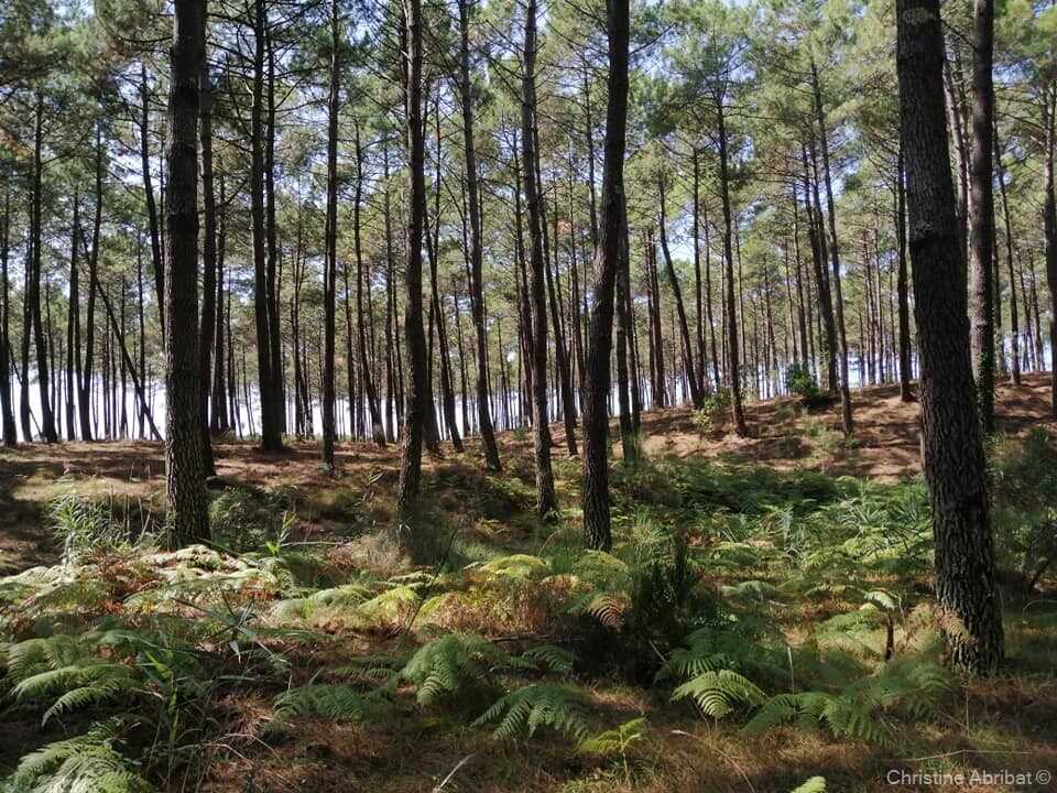 forêt landaise entre pins et fougères
