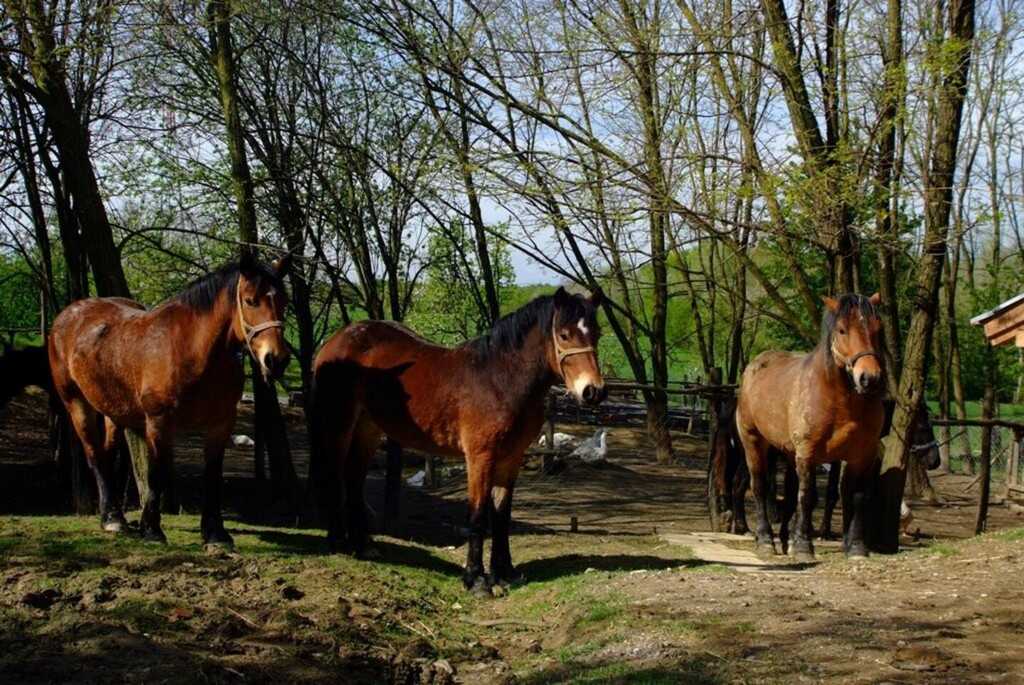 chevaux de janko kezele à la pension kezele en croatie centrale