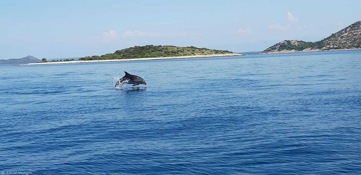 dauphins en dalmatie (1)