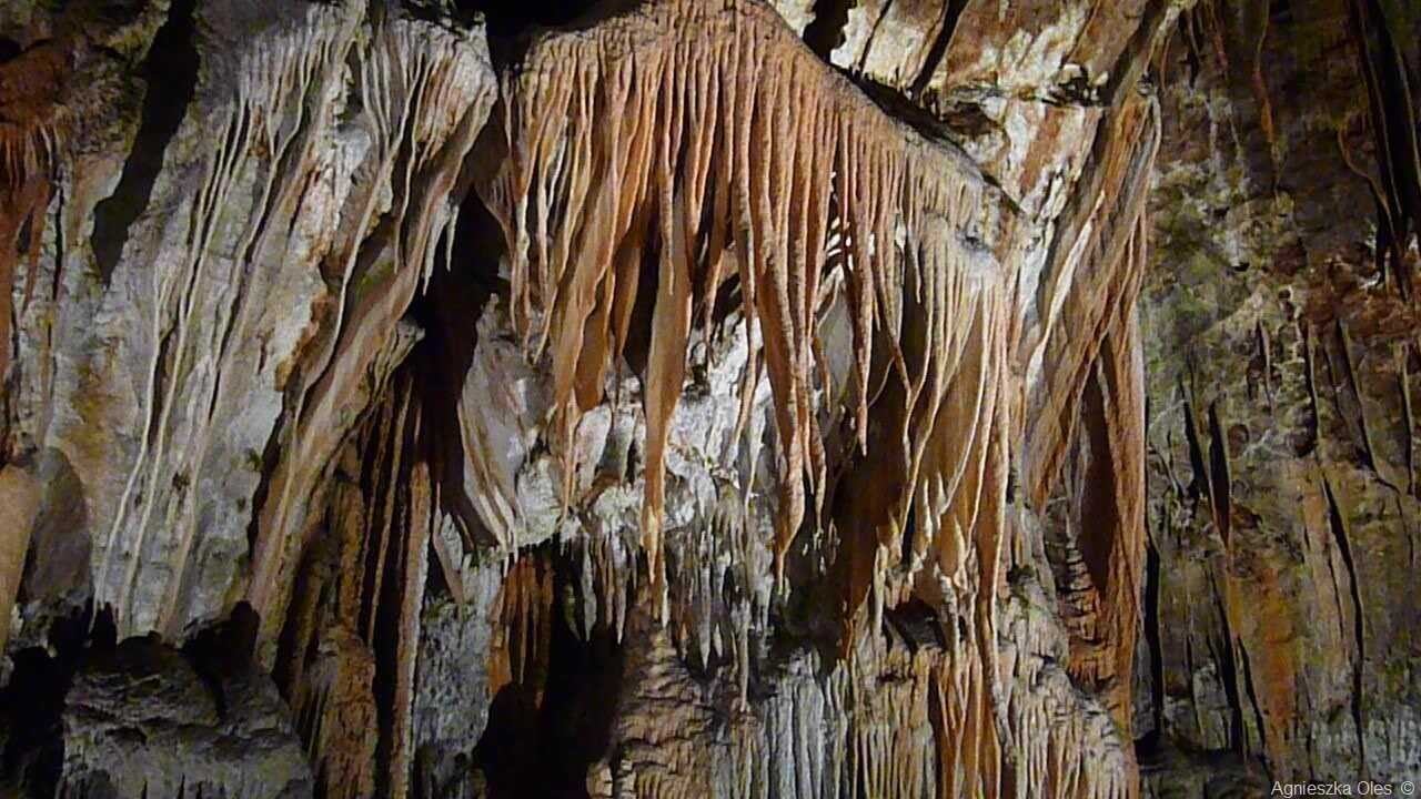 stalactites de la grotte de postojna