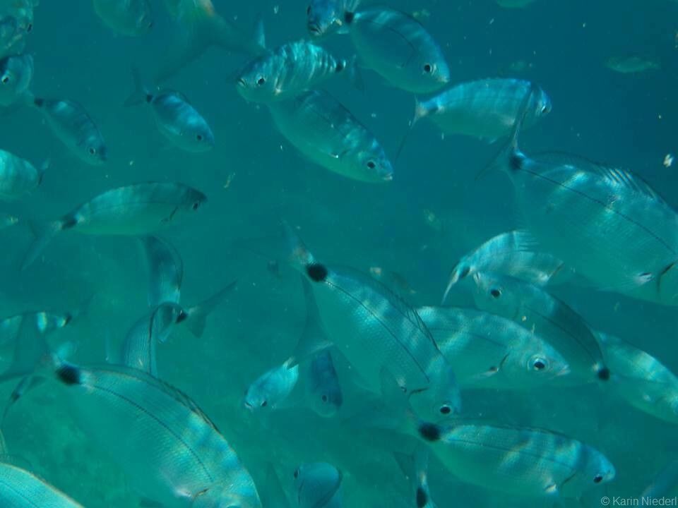 bancs de poissons dans les eaux de losinj