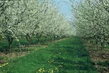 verger de mirabelliers en fleurs