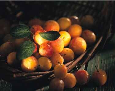  Mirabelles de Lorraine (Photo: M. Ehrhard)