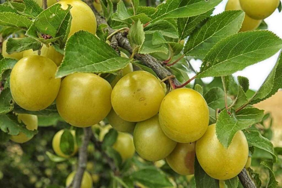 mirabelles de lorraine sur une branche