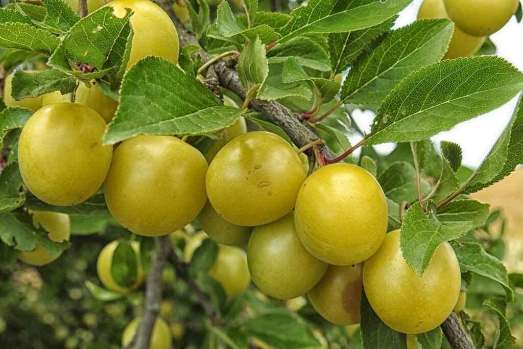 mirabelles de lorraine sur une branche