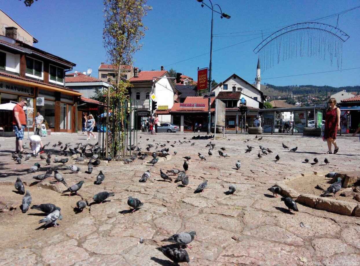 sarajevo pigeons sur la place de la fontaine sebilj