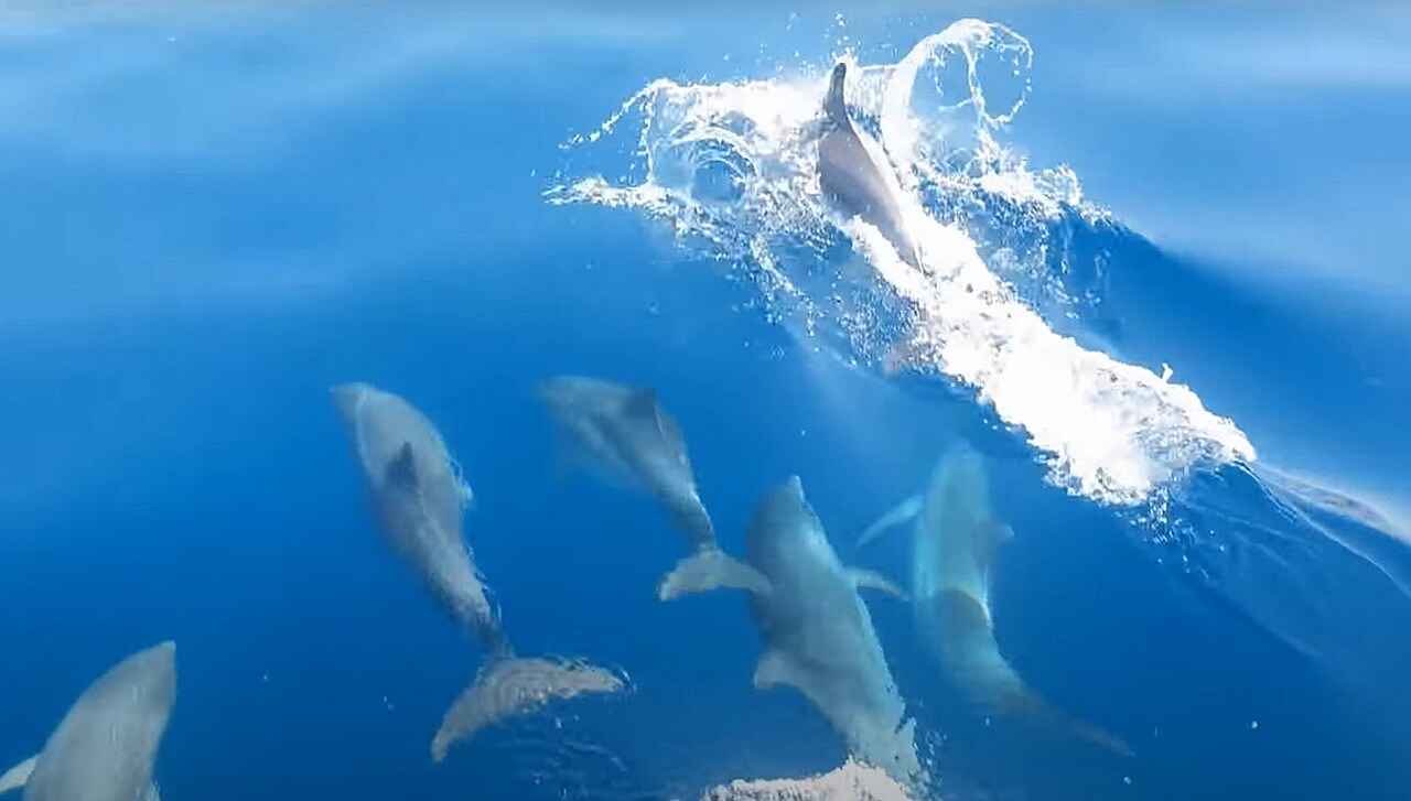 dauphins pres de losinj