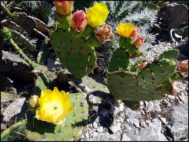 ile de batz jardin georges delaselle cactus en fleur