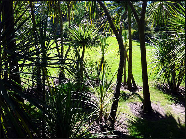 ile de batz jardin georges delaselle palmiers a chanvre