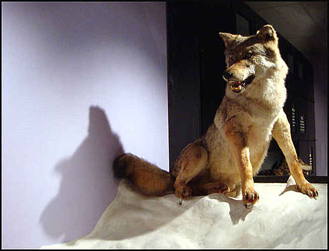 loup debout musée du loup du cloitre de saint thegonnec