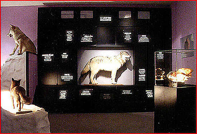 musée du loup du cloitre saint thegonnec