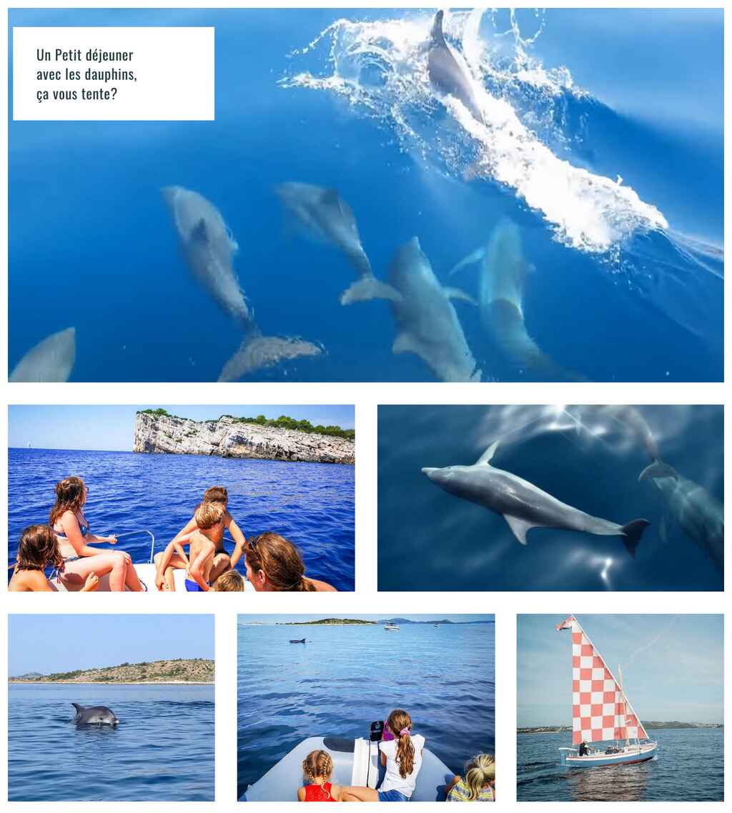 dauphins en dalmatie
