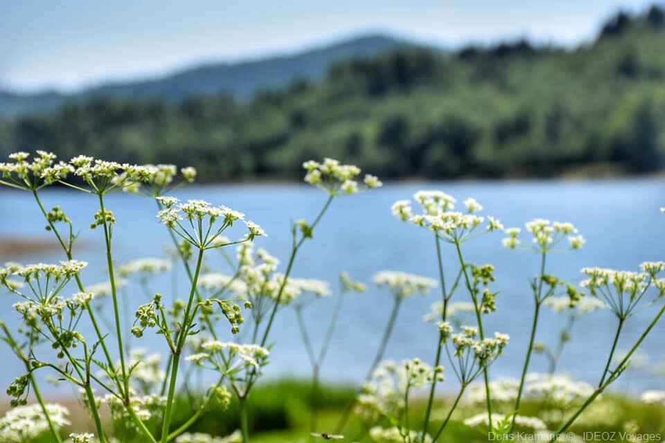 fleurs au bord du lac bajer fuzine