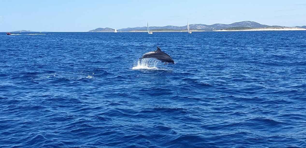 dauphins dans les iles kornati en dalmatie