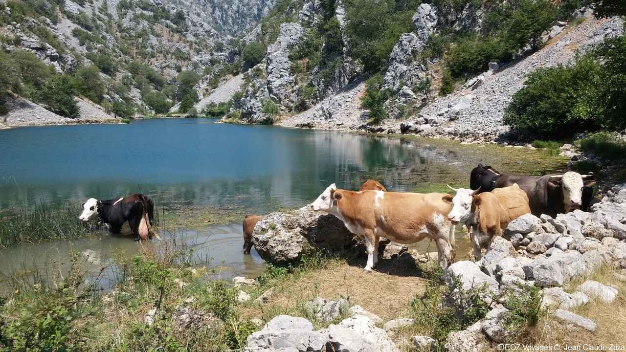 troupeau de vaches dans la riviere krupa