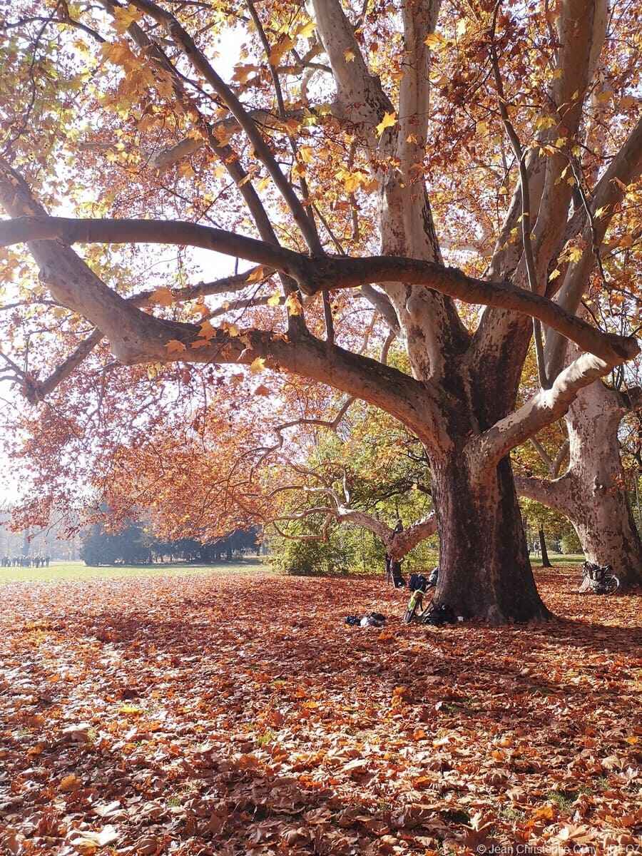 arbres en automne ile marguerite