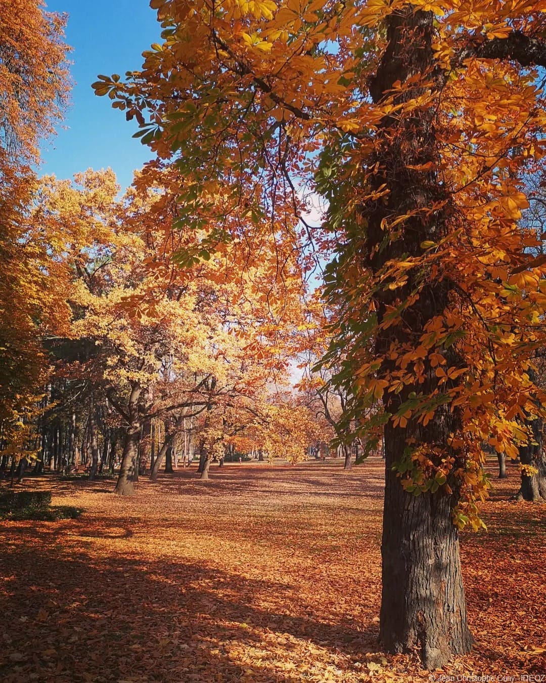 arbres en automne