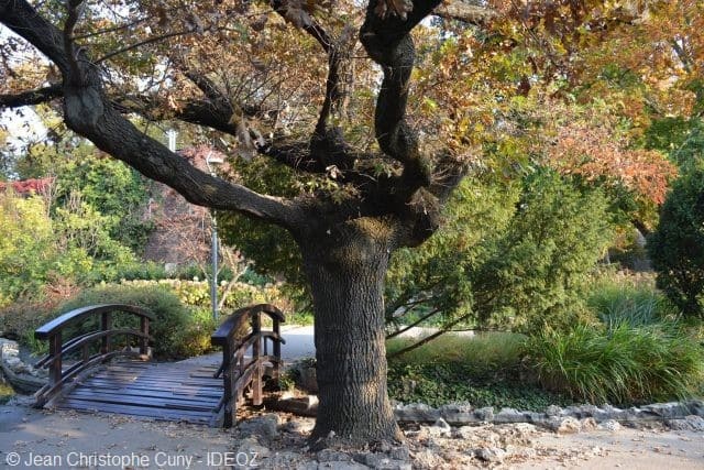 ile marguerite pont et arbre jardin japonais budapest