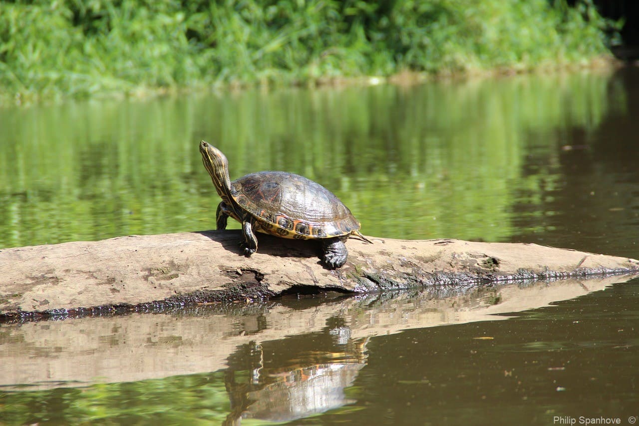 tortue costa rica (1)