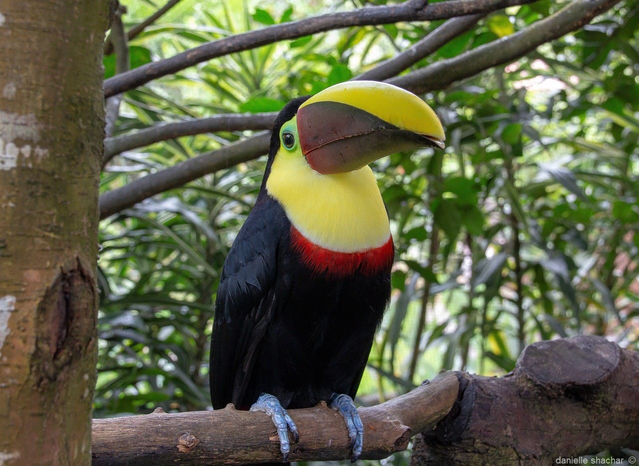 toucan costar rica observation des oiseaux (1)